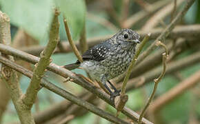 White-eyed Slaty Flycatcher