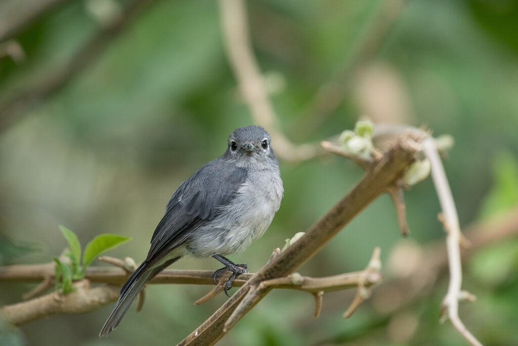 White-eyed Slaty Flycatcher