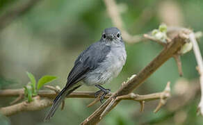 White-eyed Slaty Flycatcher