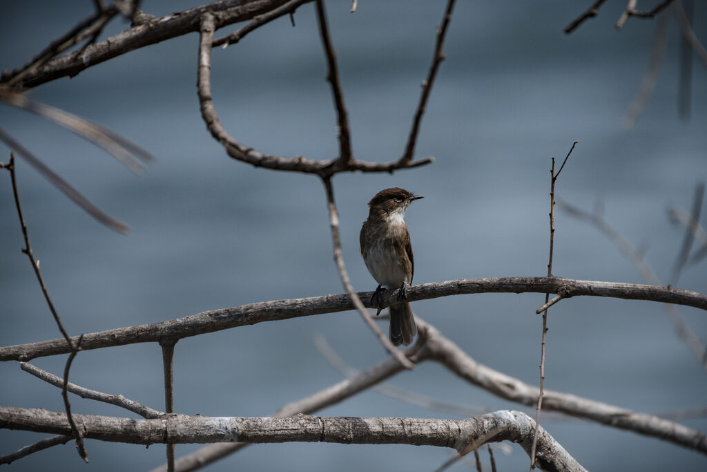 Swamp Flycatcher