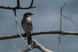 Swamp Flycatcher