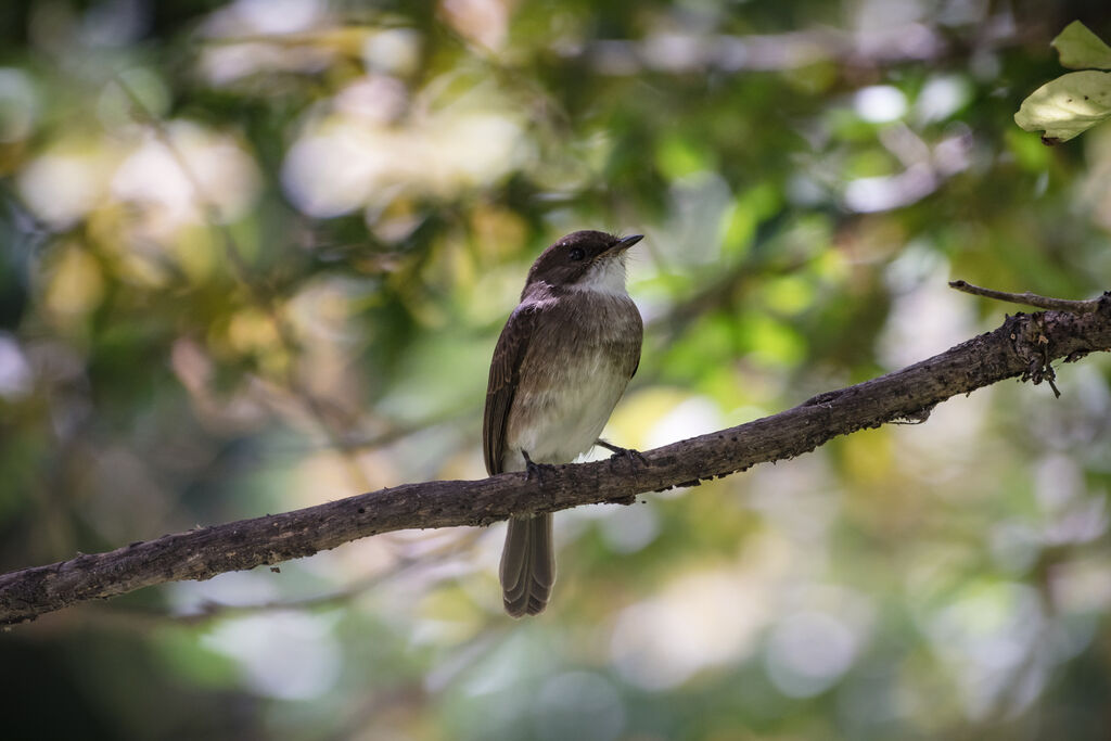 Swamp Flycatcher