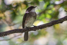 Swamp Flycatcher