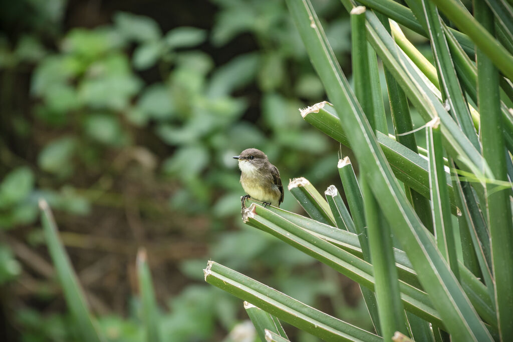 Swamp Flycatcher