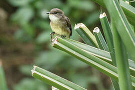 Swamp Flycatcher