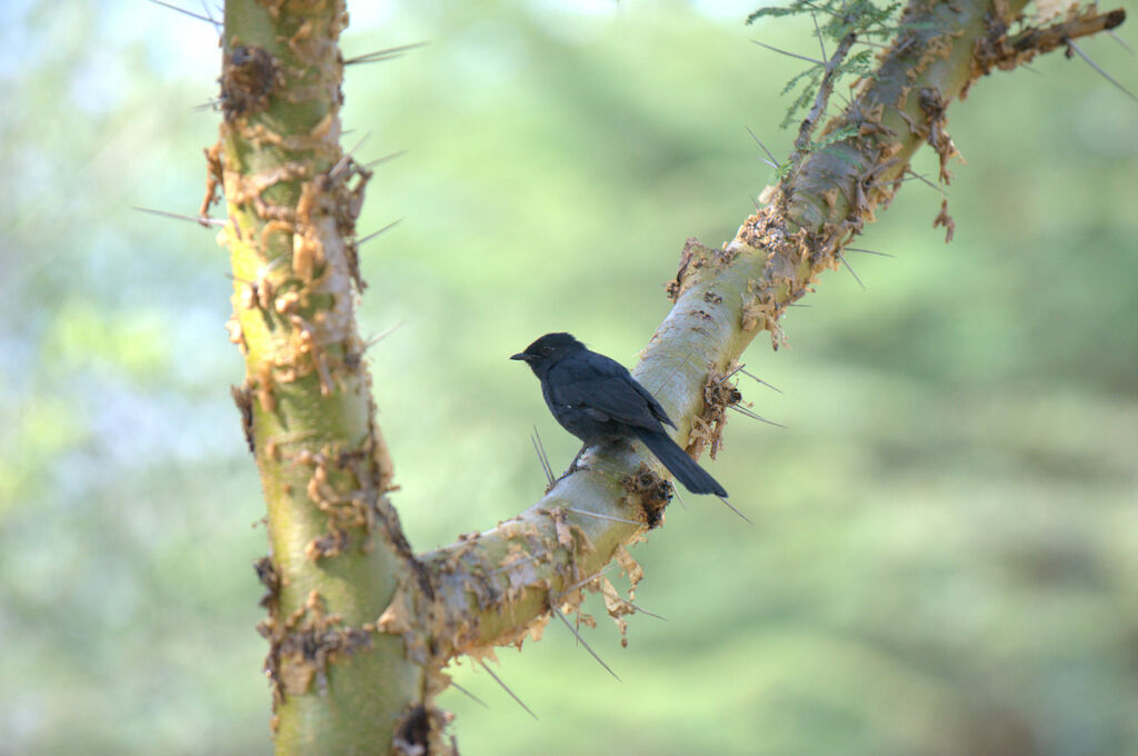 Northern Black Flycatcher