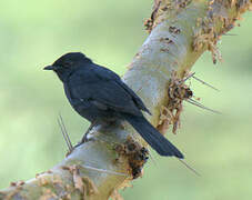 Northern Black Flycatcher