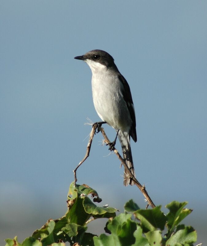 Fiscal Flycatcher