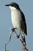 Fiscal Flycatcher