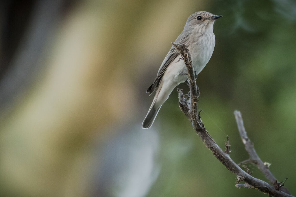 Spotted Flycatcher