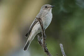 Spotted Flycatcher