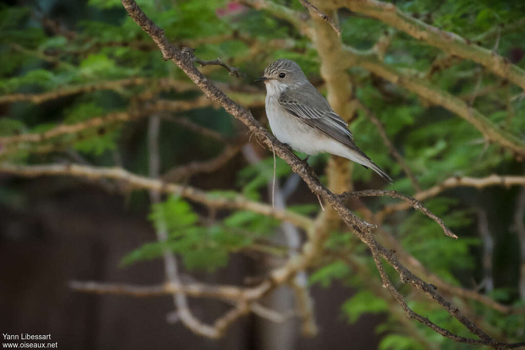 Spotted Flycatcheradult, identification