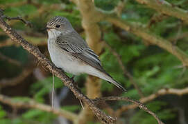 Spotted Flycatcher