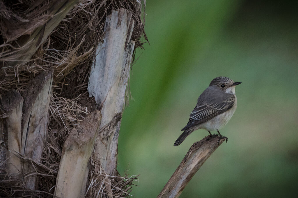 Spotted Flycatcher