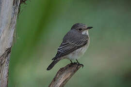 Spotted Flycatcher