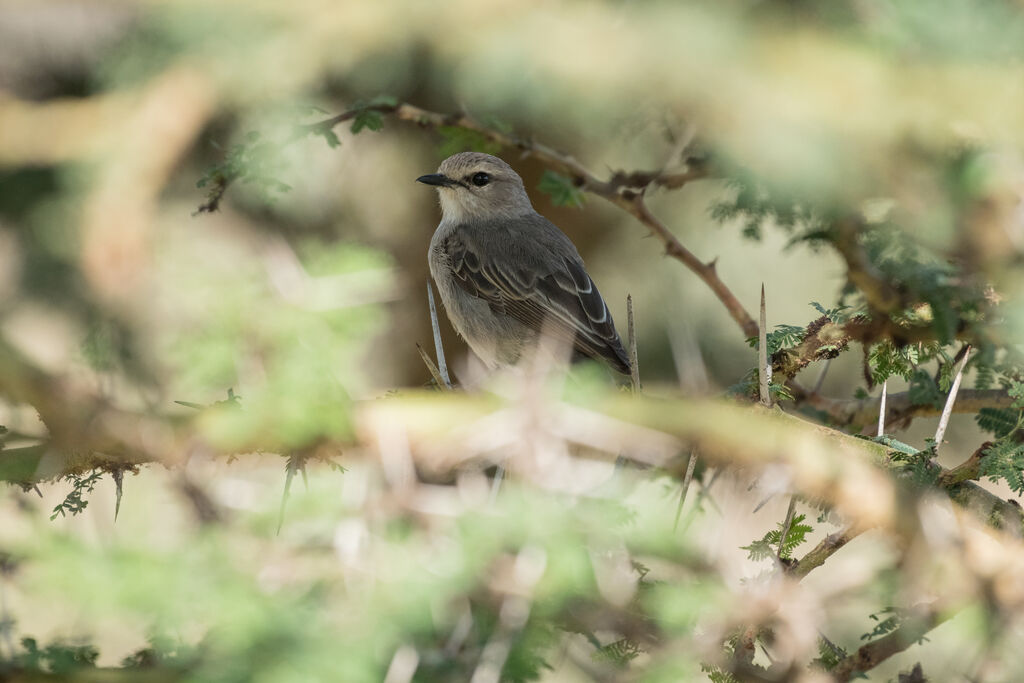 Spotted Flycatcher