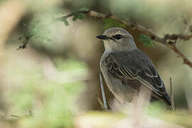 Spotted Flycatcher