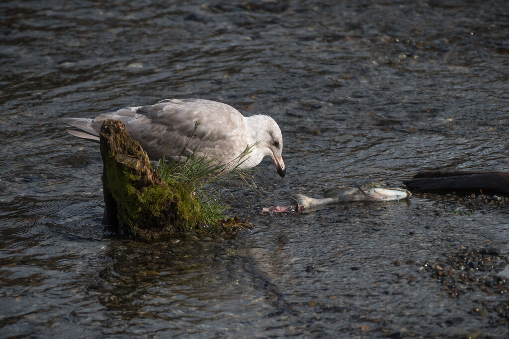 Glaucous-winged Gull