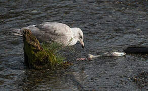 Glaucous-winged Gull