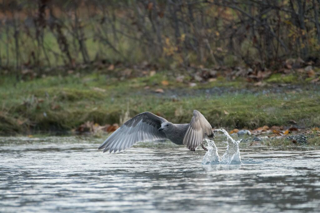 Glaucous-winged Gull