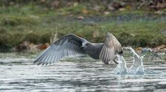 Glaucous-winged Gull