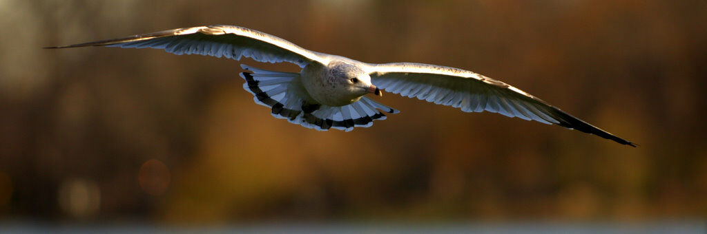 Ring-billed GullFirst year, Flight