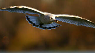 Ring-billed Gull