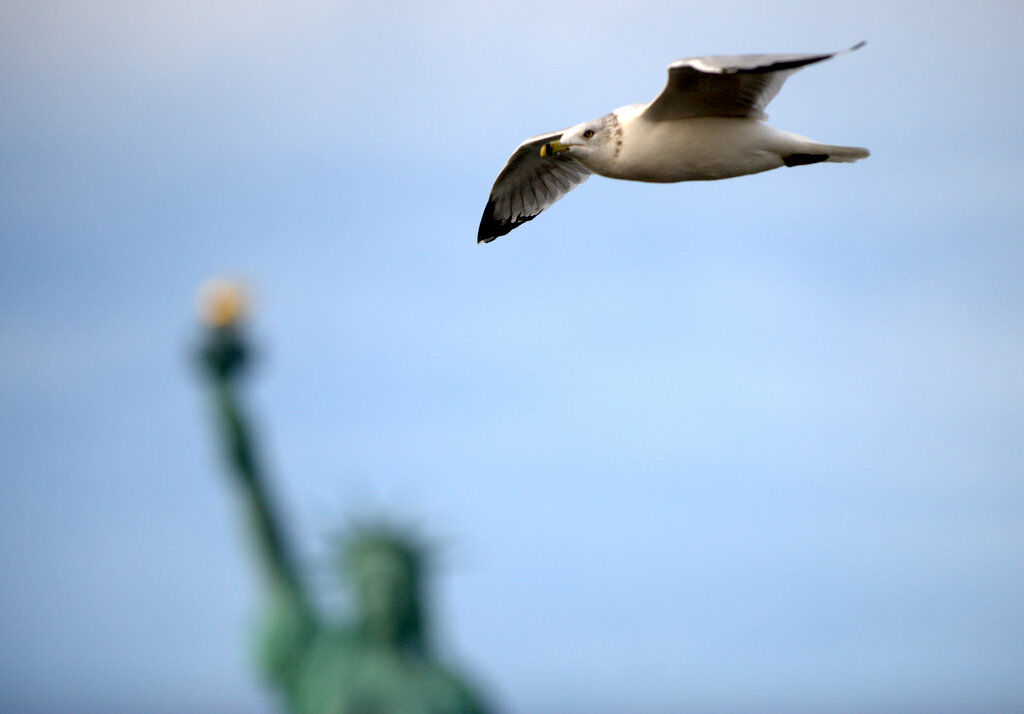 Ring-billed Gull, Flight