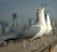 Ring-billed Gull