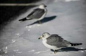 Ring-billed Gull