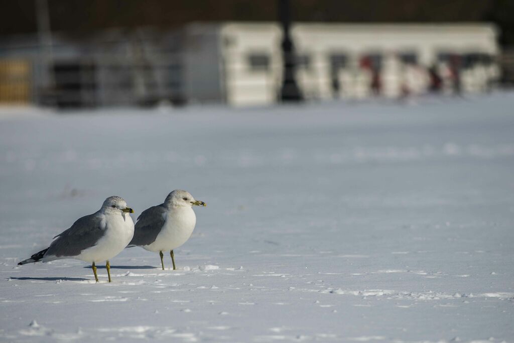 Ring-billed Gull