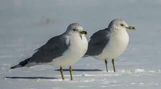 Ring-billed Gull