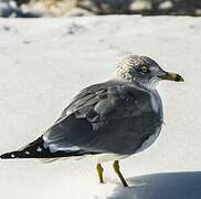 Ring-billed Gull