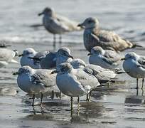 Ring-billed Gull