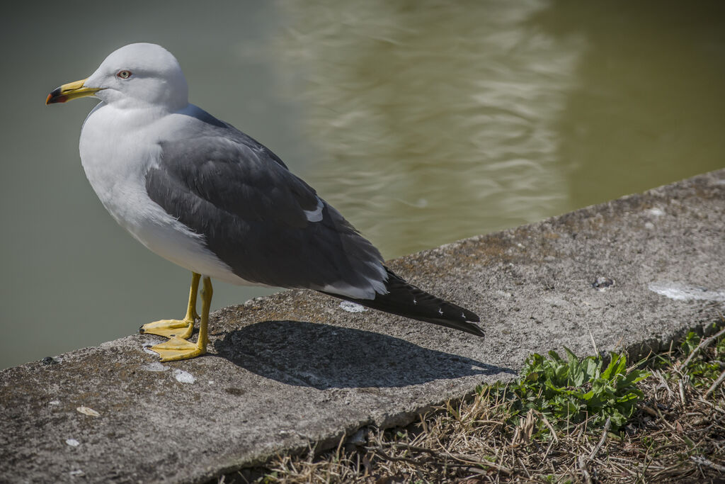 Black-tailed Gull