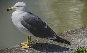 Black-tailed Gull