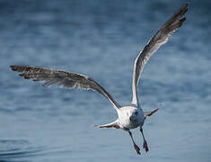 European Herring Gull