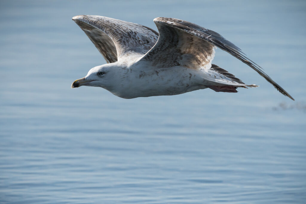 European Herring Gull