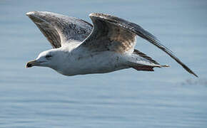 European Herring Gull