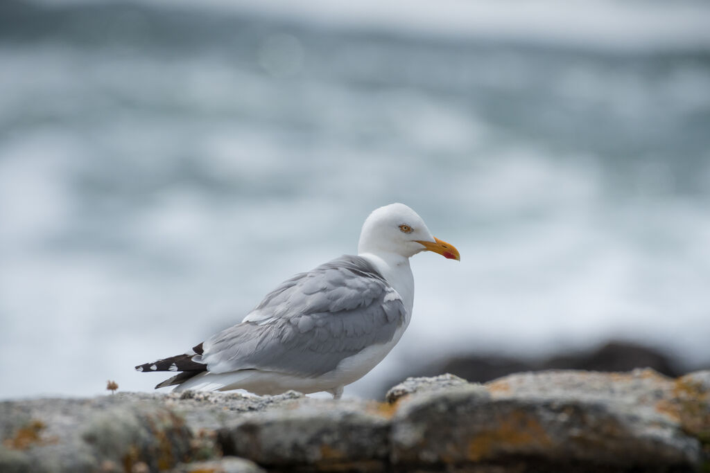 European Herring Gull