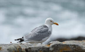 European Herring Gull