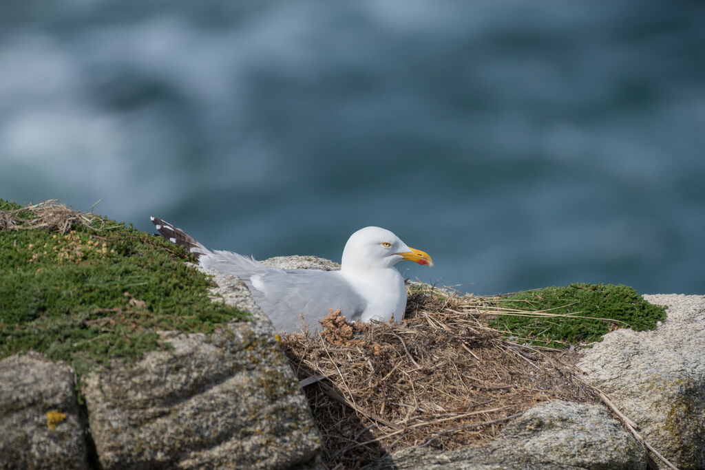 European Herring Gull