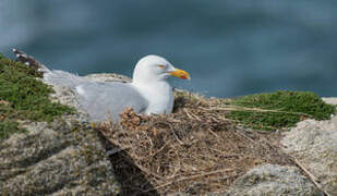 European Herring Gull