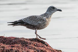 European Herring Gull