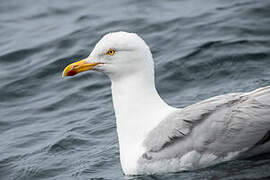 European Herring Gull