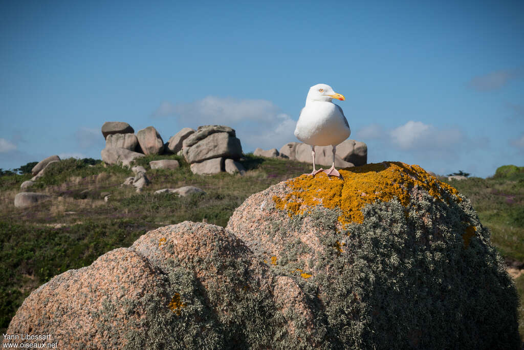 Goéland argentéadulte, habitat