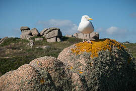 European Herring Gull