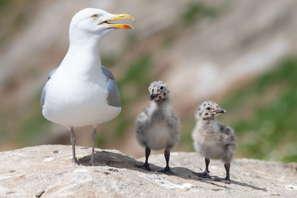 European Herring Gull