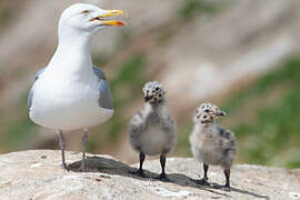 European Herring Gull