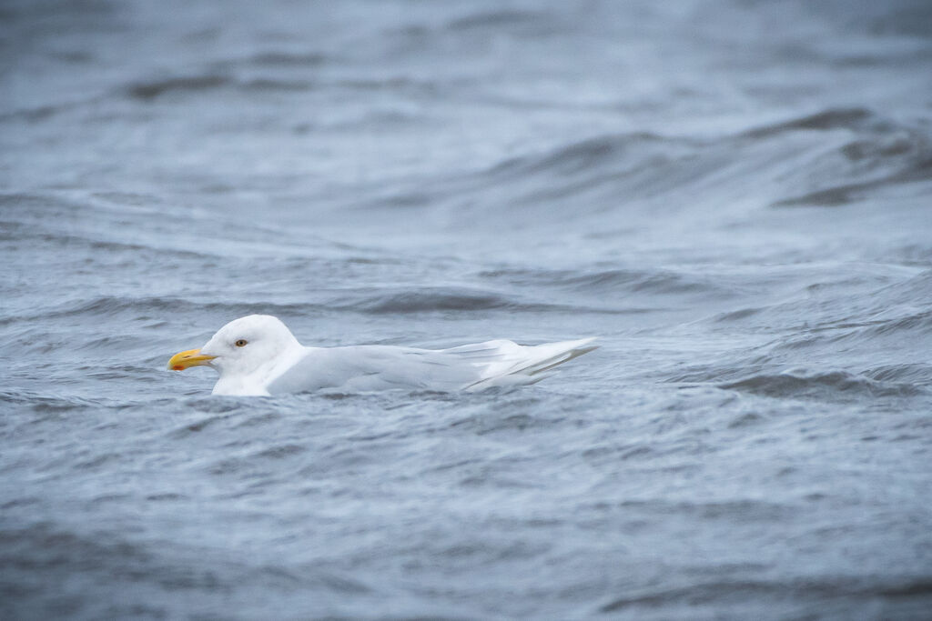 Glaucous Gull